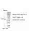 SUMF1 Antibody
