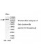 SUPT5H Antibody