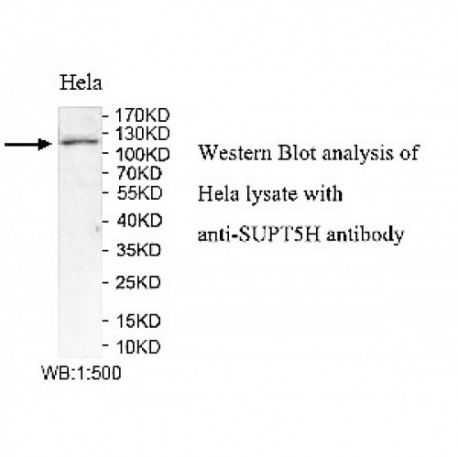 SUPT5H Antibody