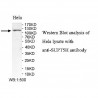 SUPT5H Antibody