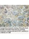 SURF1 Antibody
