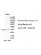 SURF1 Antibody