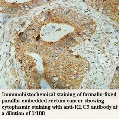 KLC3 Antibody