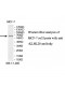 KLHL20 Antibody