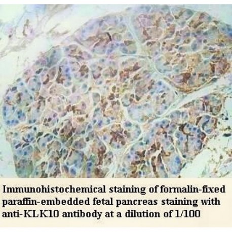 KLK10 Antibody