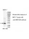 OBFC2B Antibody