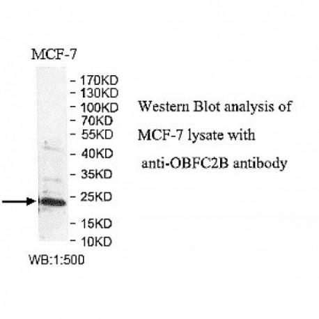 OBFC2B Antibody