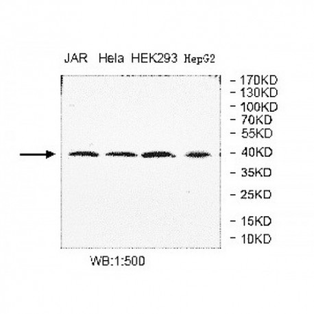 OGG1 Antibody