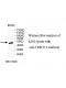 TRMT12 Antibody