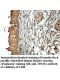 TRUB2 Antibody