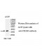 TRUB2 Antibody