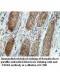 TSSK6 Antibody