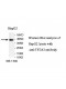 TSTA3 Antibody