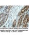 TSSK4 Antibody