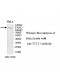 TTC17 Antibody