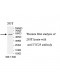 TTC23 Antibody