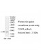TUBG1 Antibody