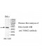 TUBG2 Antibody