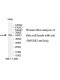 IMPDH2 Antibody