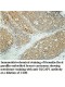 IQGAP1 Antibody