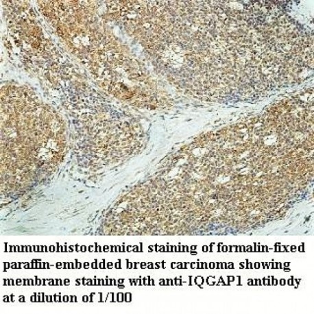 IQGAP1 Antibody