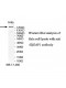 IQGAP1 Antibody