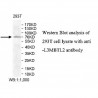 L3MBTL2 Antibody