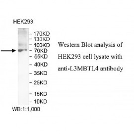 L3MBTL4 Antibody
