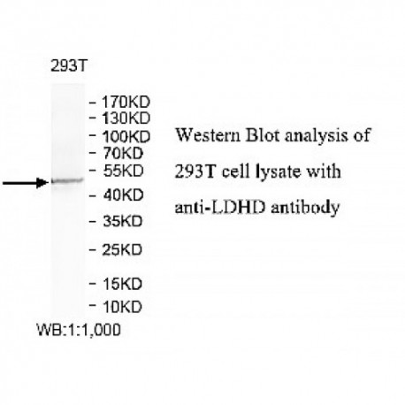 LDHD Antibody