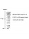 LGALS8 Antibody