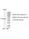 LGALS9 Antibody