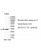 SULT1A1 Antibody