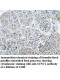 SUNC1 Antibody