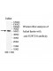 SUPT3H Antibody