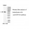SUPT3H Antibody