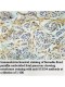 SUSD4 Antibody