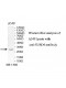 SUSD4 Antibody