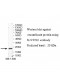 SUV39H1 Antibody