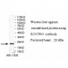 SUV39H1 Antibody