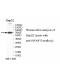 SWAP70 Antibody