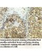 SYAP1 Antibody
