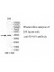 SYAP1 Antibody
