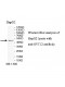 SYT12 Antibody