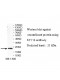 SYT14 Antibody