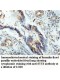 SYT6 Antibody