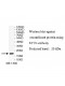 SYT6 Antibody