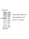 SYT7 Antibody