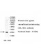 COL14A1 Antibody