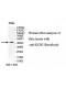 KCNJ10 Antibody