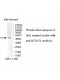 KCNJ11 Antibody